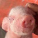 Camael(￣へ￣)的头像